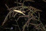 Mantis camuflada en la noche Reducc.jpg